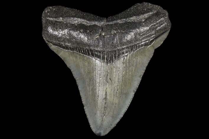 Juvenile Megalodon Tooth - Georgia #99123